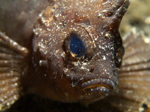 Paracentropogon cf. longispinus by Alex Varani 